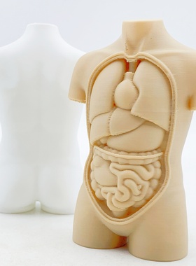 跨境爆款3d打印仿真人体躯干解剖结构模型网红摆地摊同款摆件玩具