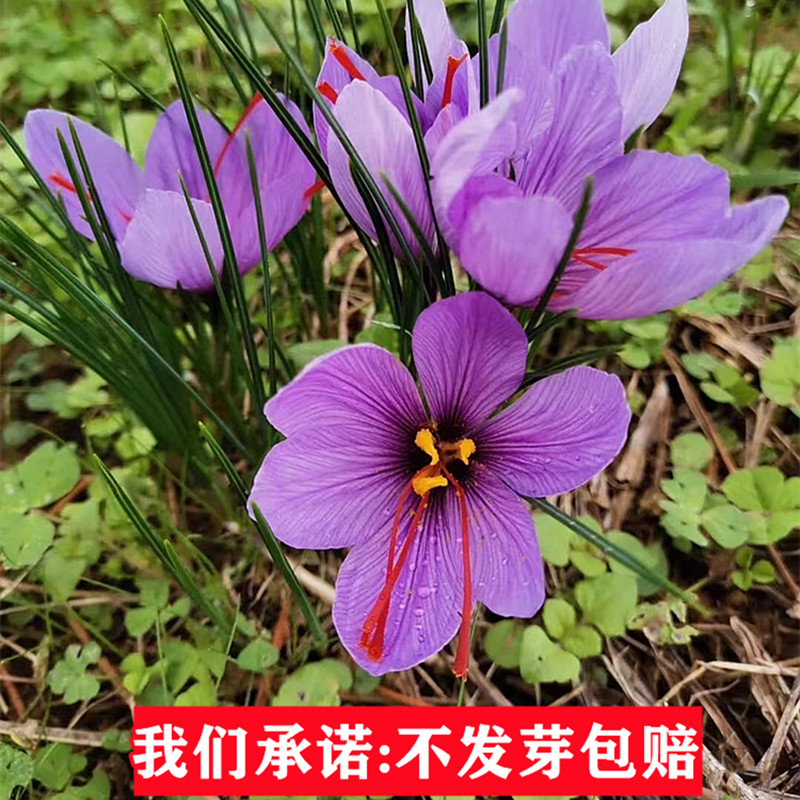 正宗藏红花种球盆栽花种子室内花卉四季开花苗耐寒水培植物药用 - 图0