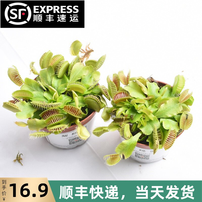 食人花植物盆栽 新人首單立減十元 21年8月 淘寶海外