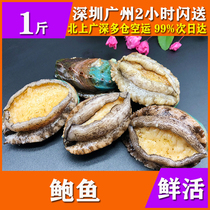 1 kg of live abalone fresh seafood aquatic products Fujian Dalian sea catcher size abalone shell class
