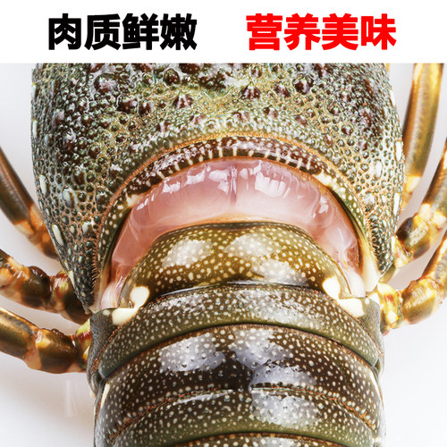 鲜活小青龙虾海鲜水产特超大花龙锦绣龙虾200g-500g每只送礼 - 图1