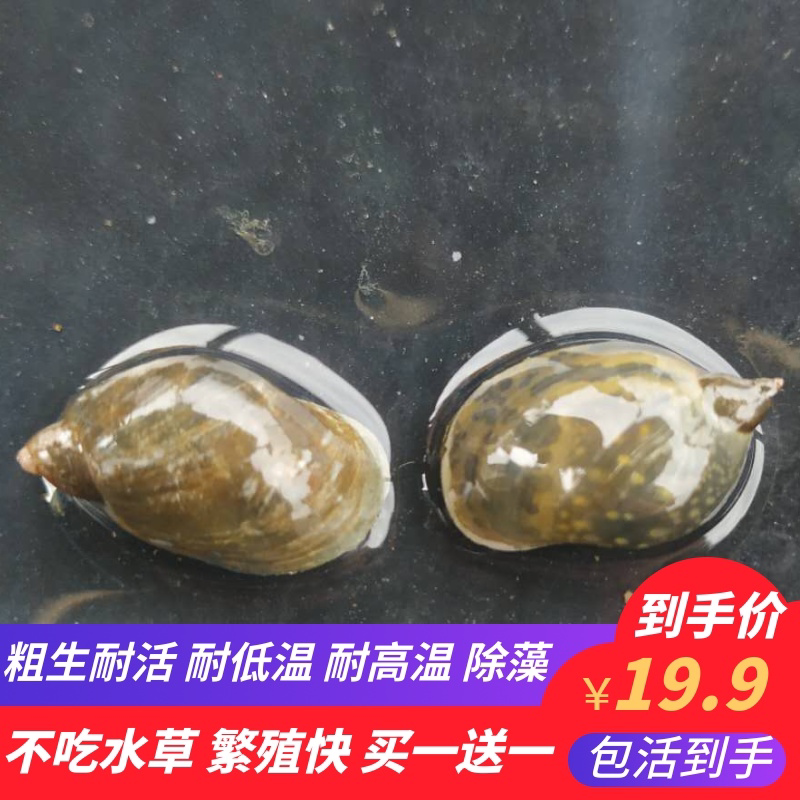 地图螺是什么螺,囊螺是螺吗,螺是怎么来的_大山谷图库