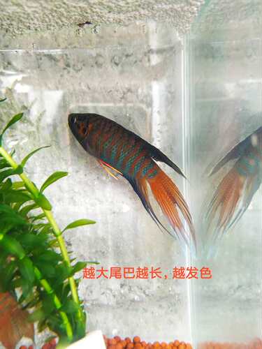 中国斗鱼巨普叉蓝叉菩萨鱼苗旁皮婆冷水活体原生观赏鱼淡水金鱼 - 图1
