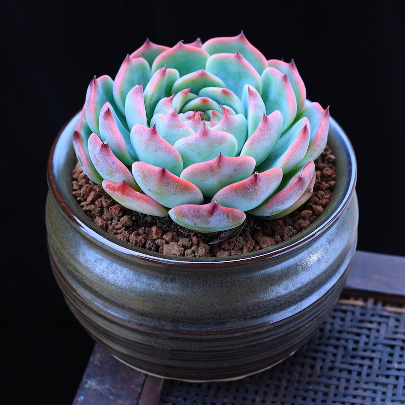 多肉植物盆栽吉娃娃大颗肉肉植物云南直发净化空气室内绿植花卉,淘宝优惠券,粉丝福利购,淘宝优惠卷