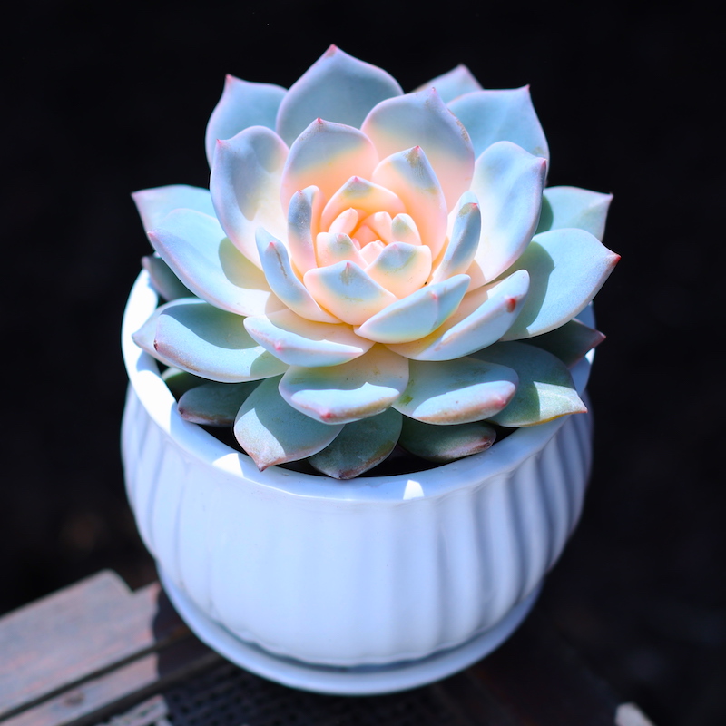 粉色蓝鸟大颗肉肉植物盆栽新手套餐室内绿植花卉肉肉植物净化空气,淘宝优惠券,粉丝福利购,淘宝优惠卷