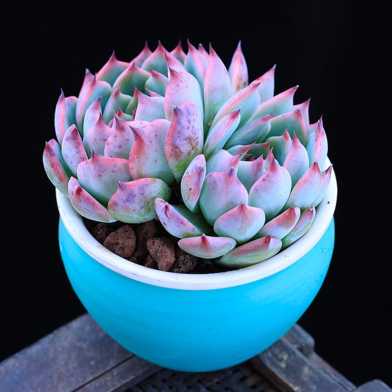 多肉植物盆栽吉娃娃大颗肉肉植物云南直发净化空气室内绿植花卉,淘宝优惠券,粉丝福利购,淘宝优惠卷