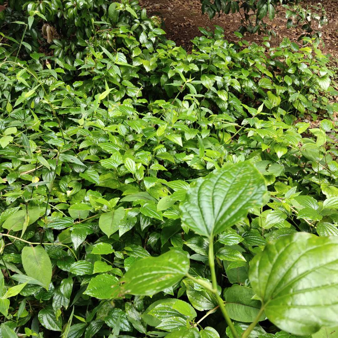 野生蛤蝼苗广东食用野菜新鲜篓青蒌越南菜广西假蒌哈喽叶10棵-图1