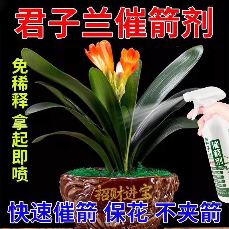 君子兰拔箭剂肥料专用肥治不开花黄叶病专用药腰肥促开花防夹箭