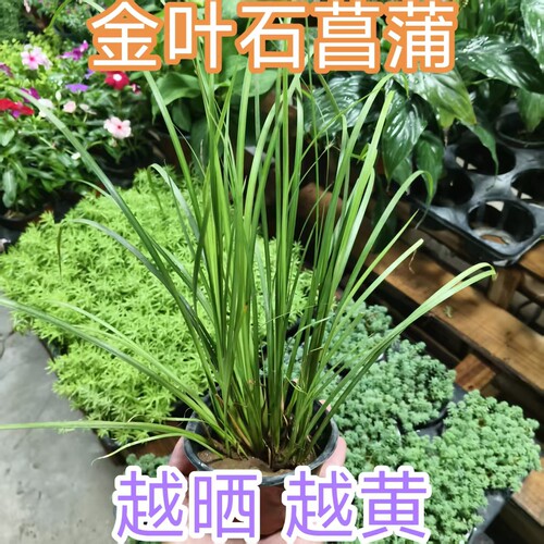 金叶石菖蒲花苗熊猫堇盆栽花苗四季常绿庭院绿化开花植物客厅阳台 - 图1