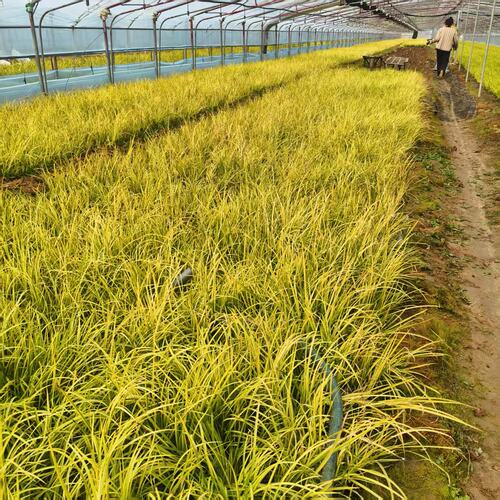 金叶石菖蒲花苗熊猫堇盆栽花苗四季常绿庭院绿化开花植物客厅阳台 - 图3
