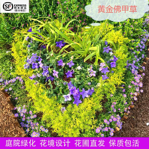 佛甲草草皮中华景天佛甲草苗薄雪万年草楼顶四季常绿耐热庭院耐寒 - 图1