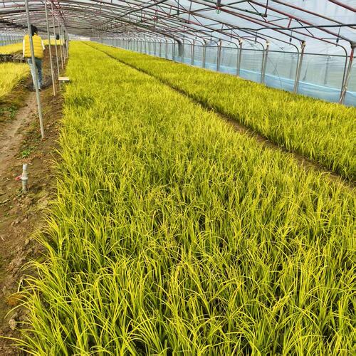 金叶石菖蒲花苗熊猫堇盆栽花苗四季常绿庭院绿化开花植物客厅阳台 - 图2