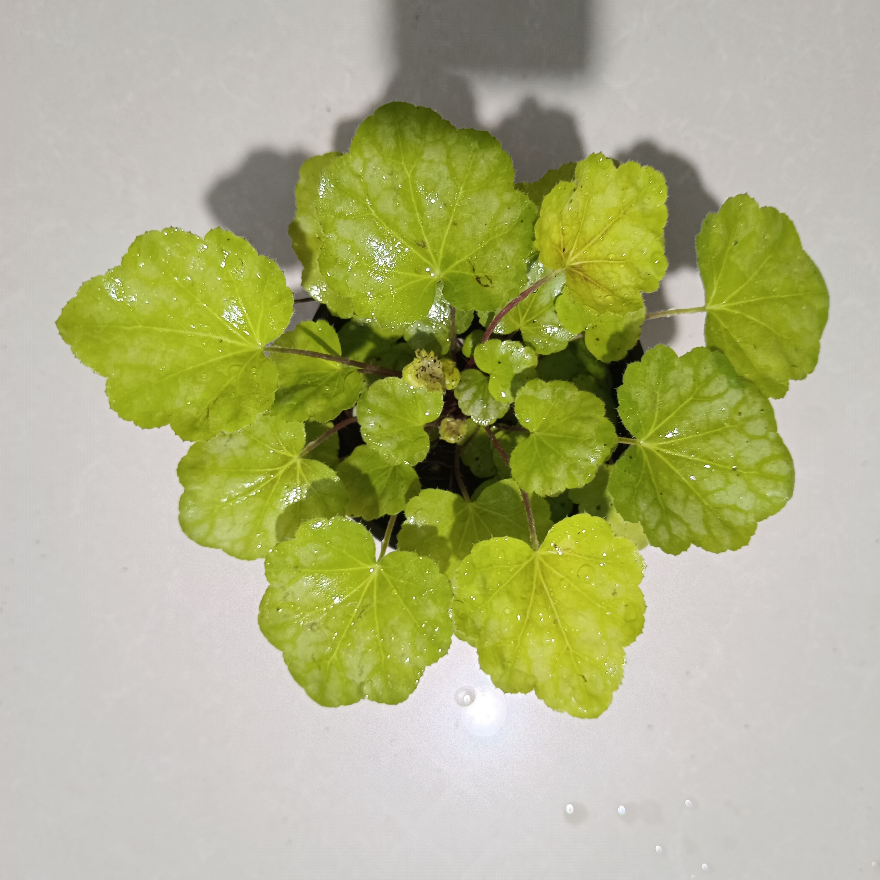 矾根大苗植物盆栽庭院耐寒耐热四季绿化花卉阳台花园鲜花绿植易活-图1