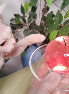 平安果苹果圣诞礼物香薰蜡烛可爱创意香氛生日女生小众高级伴手礼