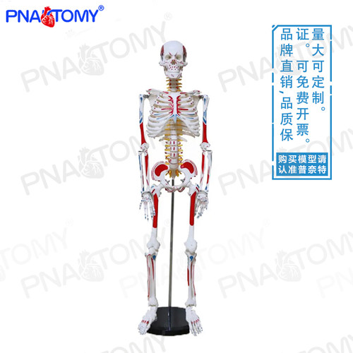人体全身肌肉着色骨骼模型可拆卸可弯曲仿真骷髅骨架瑜伽医用骨科 - 图1