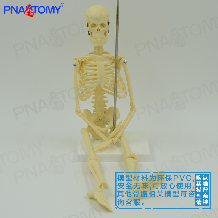 45cm小白人体骨骼模型全身骷髅骨架可拆卸送挂图教学医用美术玩具 - 图1