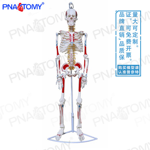 人体全身肌肉着色骨骼模型可拆卸可弯曲仿真骷髅骨架瑜伽医用骨科 - 图0