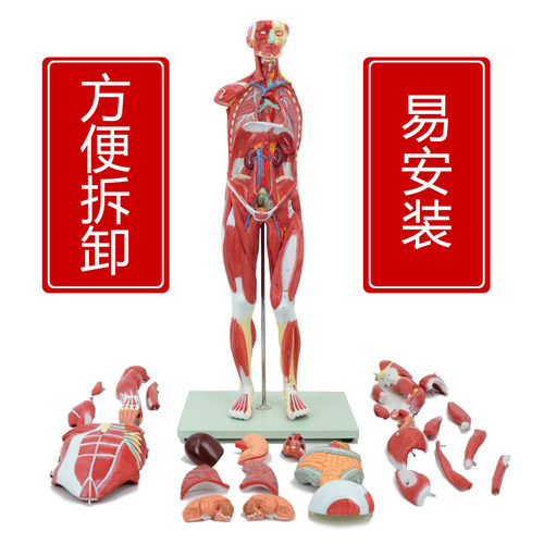 人体肌肉模型可拆卸人模型全身肌肉解剖骨骼艺用肌肉起止点医用 - 图1