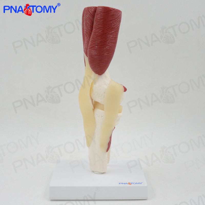PNATOMY膝关节模型带肌肉韧带膝盖肌腱一比一骨骼康复教学演示用 - 图1