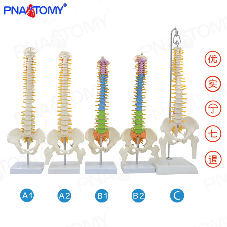 Pnatomy 人体脊柱模型彩色骨骼脊椎成人1:1颈椎胸椎肋骨骨盆正骨 - 图1