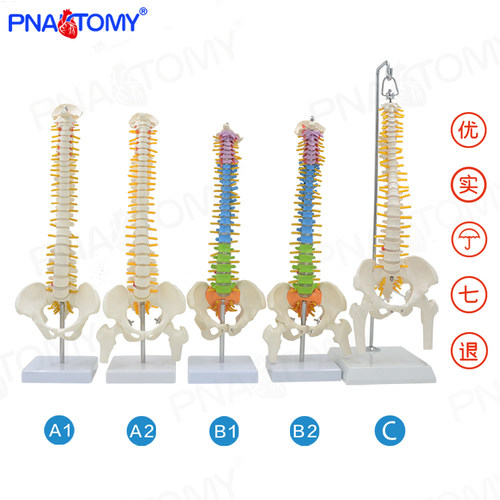 Pnatomy 人体脊柱模型人体脊椎医用正骨练习骨骼模型颈椎腰椎骨架 - 图0