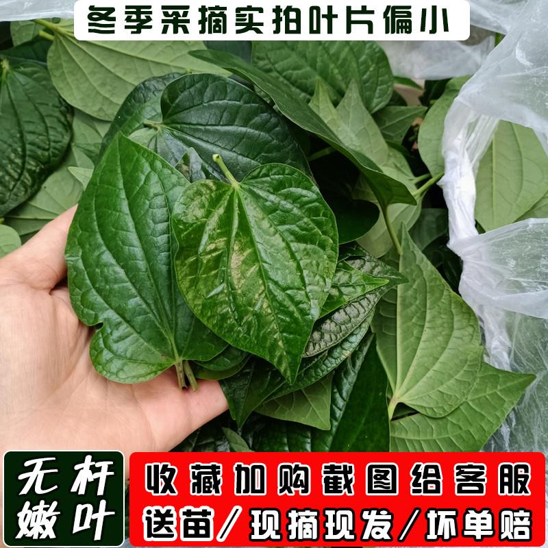 假娄叶新鲜哈喽叶蛤篓叶假蒌叶海南捞叶蛤蒌叶哈篓叶包粽子葛蒌叶-图2