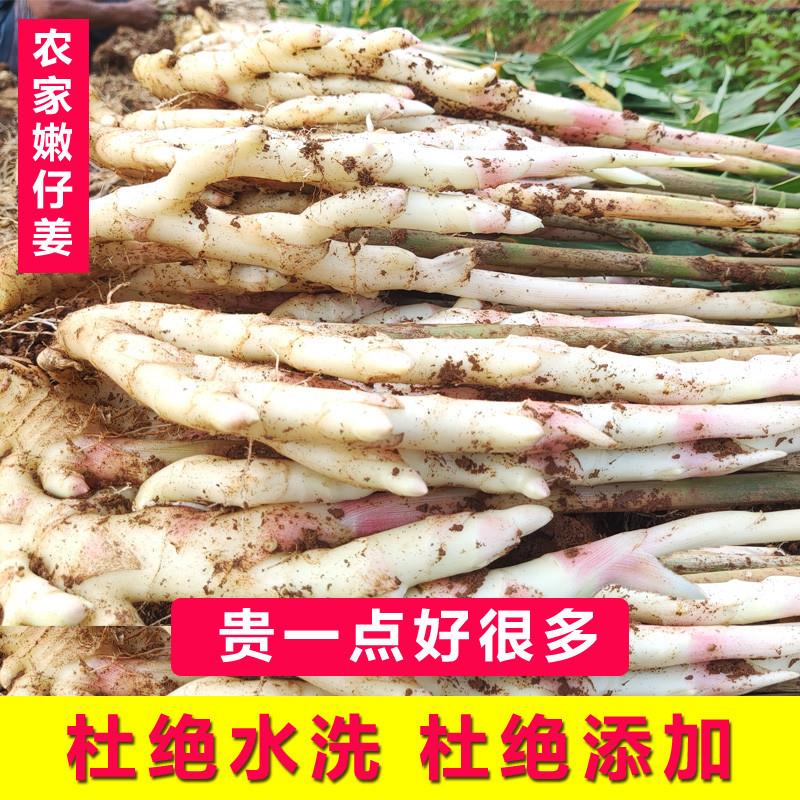 新鲜嫩姜现挖湖南江永香姜嫩仔姜芽子姜鲜姜红芽生姜5斤10斤包邮 - 图0