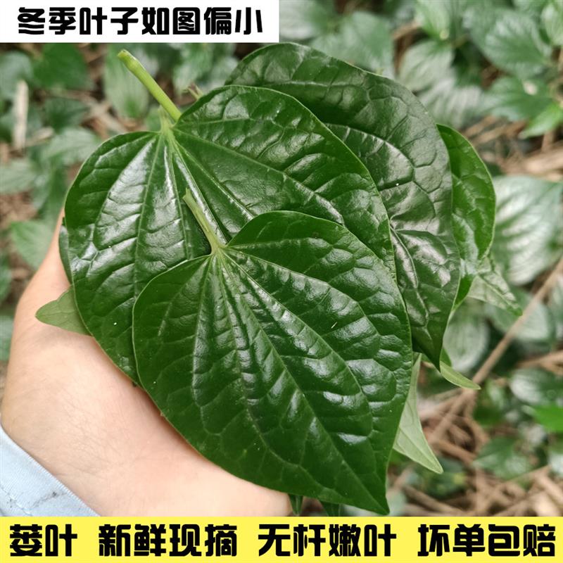 假娄叶新鲜哈喽叶蛤篓叶假蒌叶海南捞叶蛤蒌叶哈篓叶包粽子葛蒌叶-图1