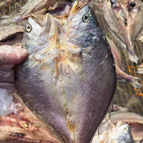 舟山特产渔家风味晒制鱼干 深水生态脱脂黄鱼鲞1条6-8两 3条包邮 - 图0