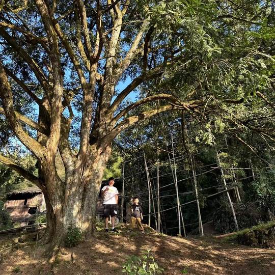 25年新货现炒开口笑香榧子绍兴嵊州诸暨枫桥特产外婆家的香榧包邮