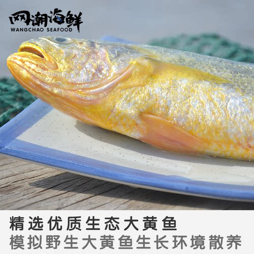 网潮 舟山生态黄花鱼深水圈养东极岛新鲜大黄鱼一条8两-1斤按条卖 - 图1