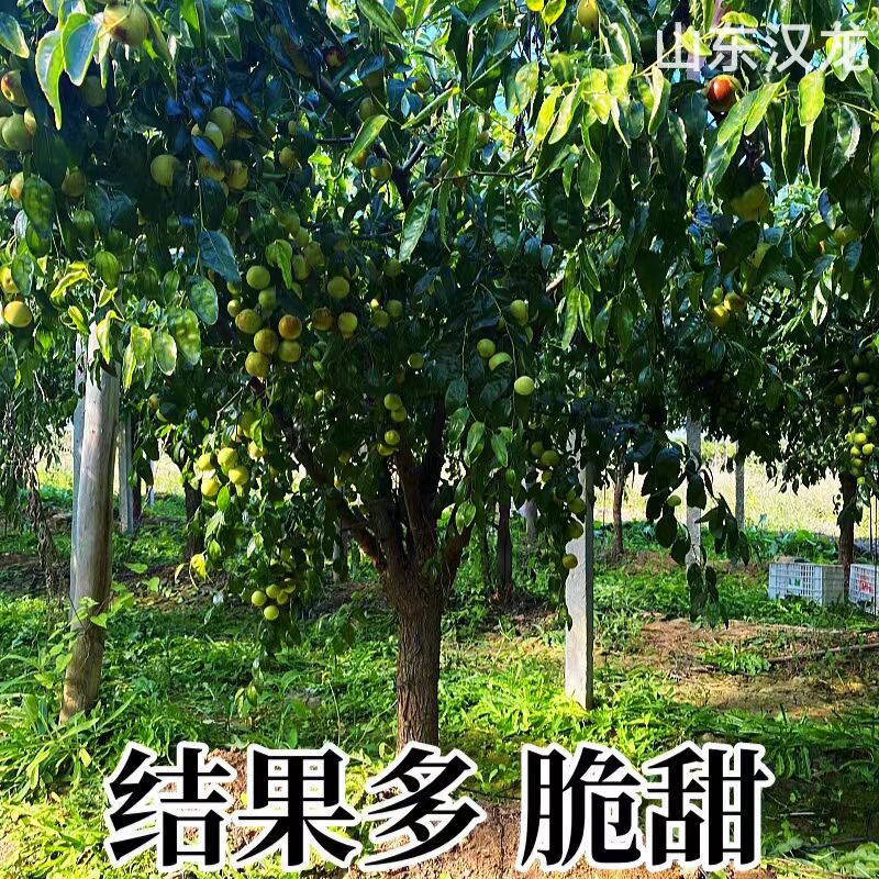 嫁接冬枣树苗果苗青枣苗枣子沾化枣树活苗南方北方种植当年结果-图2