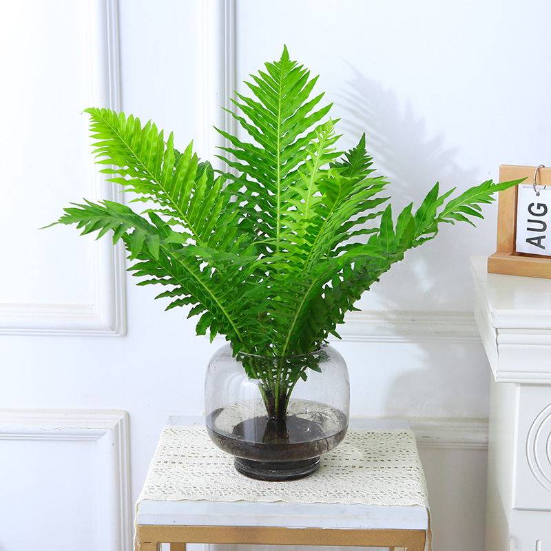 水培植物富贵蕨盆栽喜阴室内客厅办公室净化空气吸甲醛好养大绿植,淘宝优惠券,粉丝福利购,淘宝优惠卷