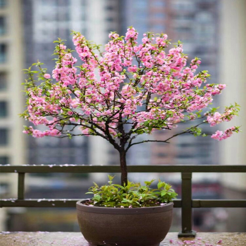 榆叶梅树苗重瓣丛生花树耐寒盆栽花卉阳台地栽庭院梅花树苗绿化苗 - 图0