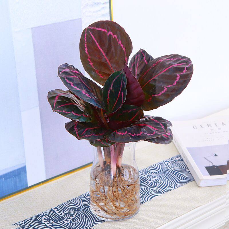 水培植物玫瑰竹芋苹果竹芋美丽竹芋鸟巢蕨室内桌面好养北欧风盆栽,淘宝优惠券,粉丝福利购,淘宝优惠卷