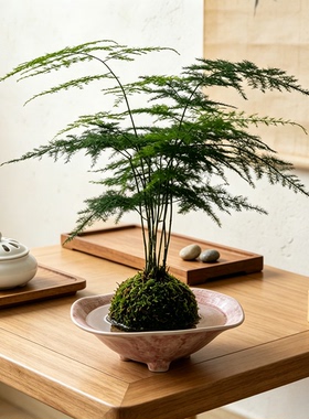 新中式禅意苔藓球复古花盆水培陶瓷花盆茶室桌面蕨类植物专用盆