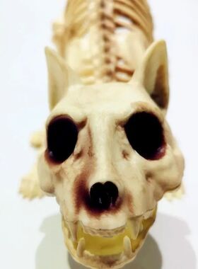 Creative Halloween Scary Skeleton Decoration Crouching Cat S