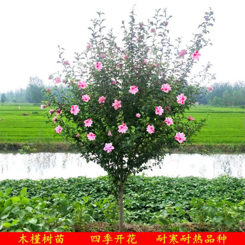 重瓣木槿花树苗阳台盆栽大花木槿庭院地栽棒棒糖北方耐寒花卉植物 - 图2