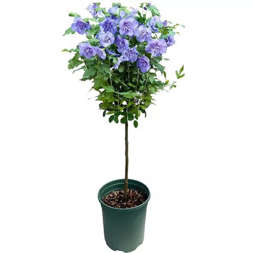 重瓣木槿花树苗阳台盆栽大花木槿庭院地栽棒棒糖北方耐寒花卉植物 - 图3