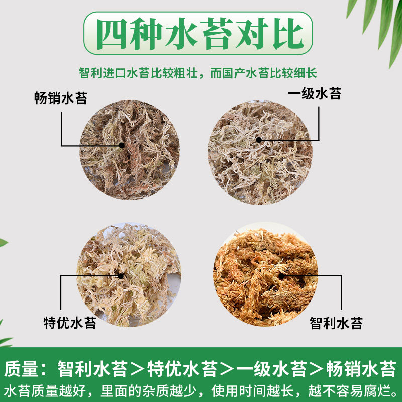 蝴蝶兰专用水苔干苔藓乌龟冬眠垫材天然石斛种植介质兰花栽培基质,淘宝优惠券,粉丝福利购,淘宝优惠卷