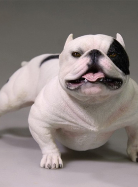 Mr.Z 1/6仿真美国恶霸犬高端模型狗模玩摆件树脂动物雕像手办饰品