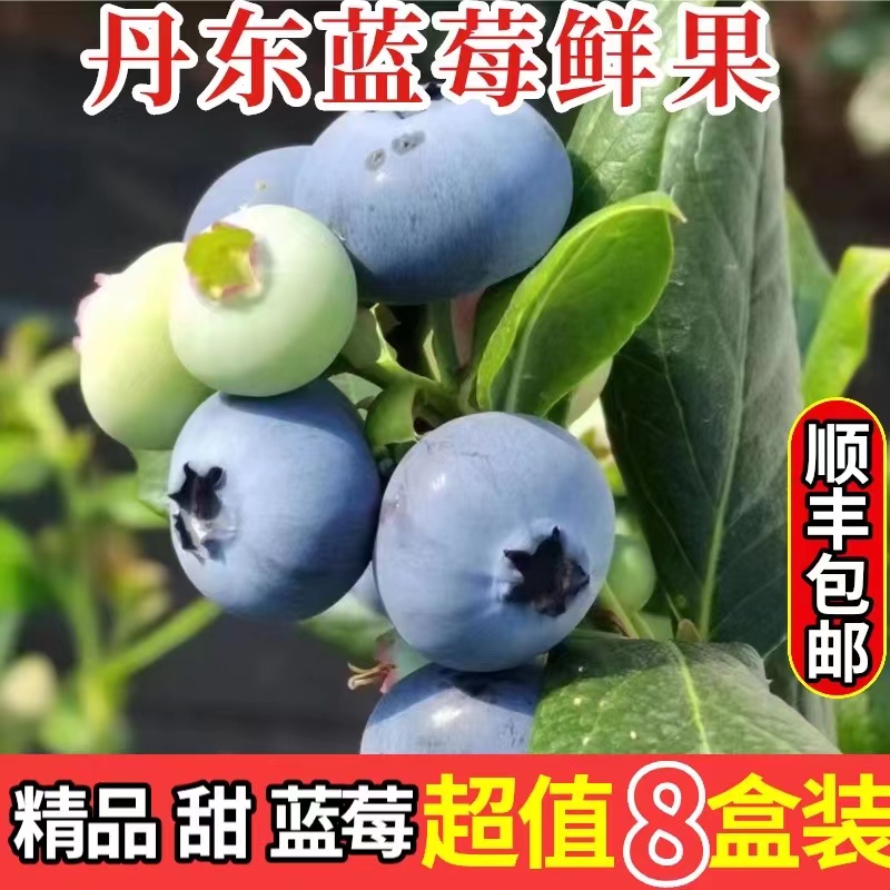 丹东蓝莓鲜果500g甜蓝莓大果同城当季新鲜孕妇水果非野生精品蓝莓 - 图2