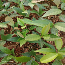 Green Oak Tree Sapling Grove Green Grove Green Greyoku Red Wood Red Wood Red Wood Red Wood Red Leather Green Gaokao Xiaomiao Afforestation Economic Miao Wood