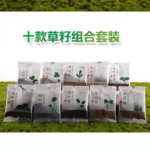 盆景假山苔藓珍珠草婴儿泪雨淋缸吸水石上水石植物金钱麻陆生植物 - 图1