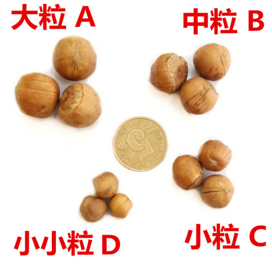 Северо-восточный Тилинг Свежие дикие маленькие фундуки 2025 года Специальные сухофрукты Сырые фундуки Орехи в больших количествах Сырые жареные фундуки