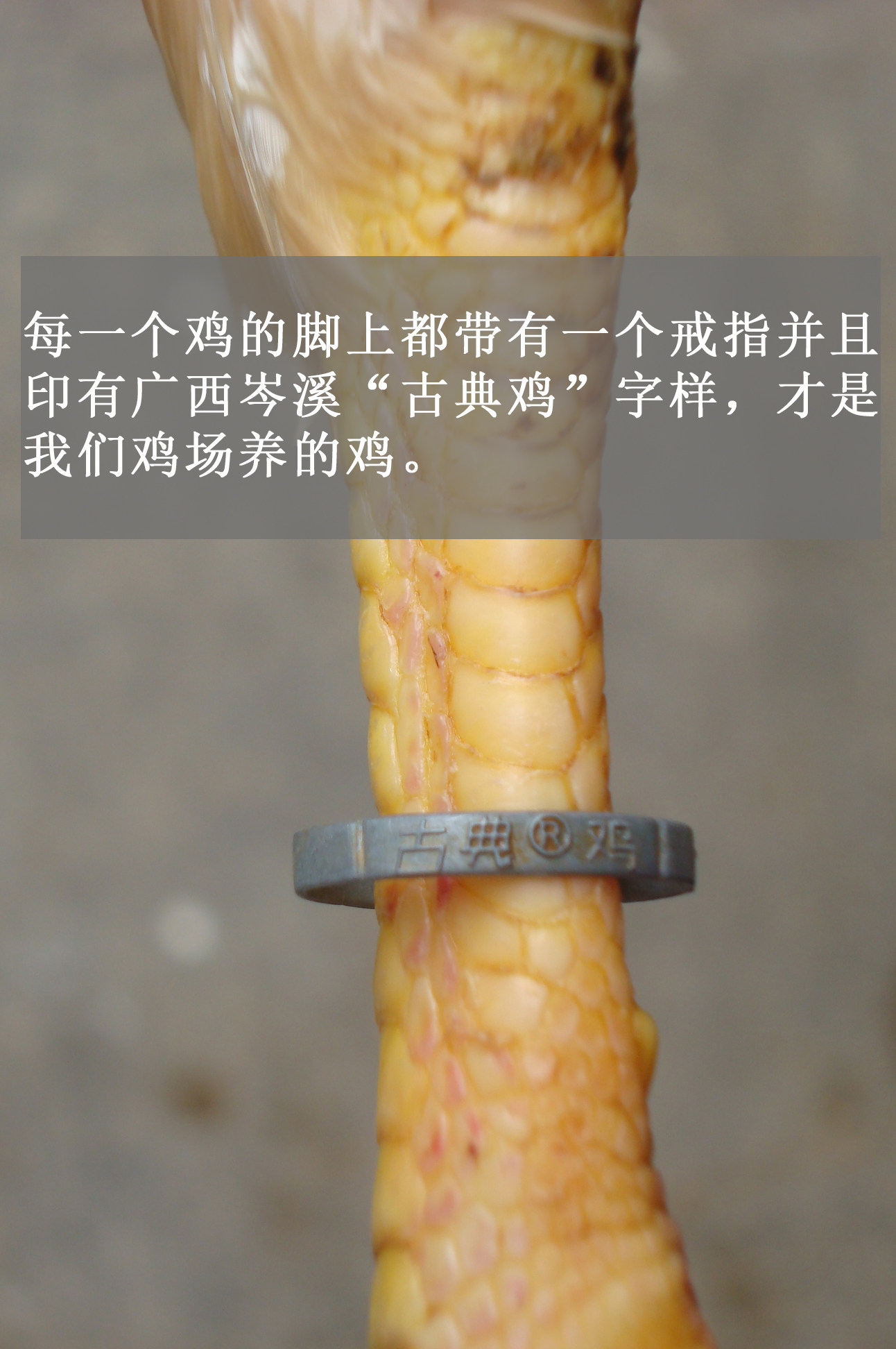 国家地理标志古典名鸡岑溪优质山林散养古典三黄鸡2只装顺丰包邮_虎窝淘