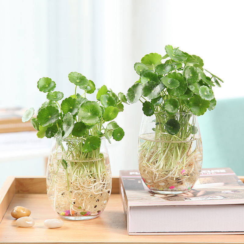 铜钱草水培植物室内金钱草盆栽花卉绿植水养包含瓶吸甲醛净化空气