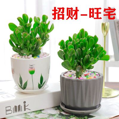 吸财树招财猫残叶盆栽小老桩又名筒叶花月玉树圈趣味观叶多肉植物 虎窝淘