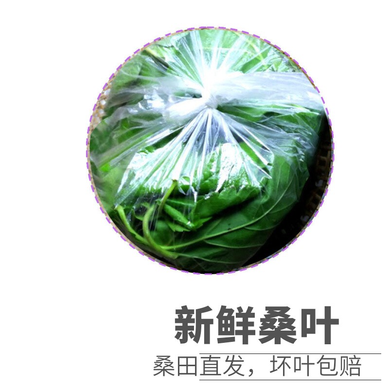 新鲜桑叶嫩现摘喂蚕送彩丝蚕宝宝学生养蚕套装大叶桑树叶饲料蚕卵-图0