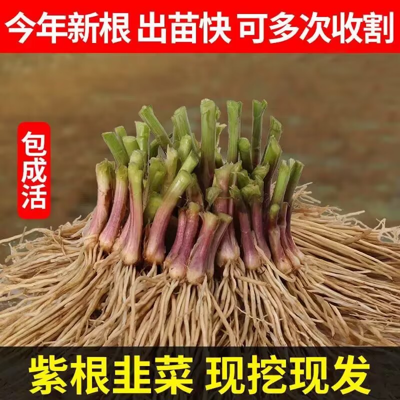 四季韭菜根苗阳台庭院种植野红紫根食用韭菜苗盆栽种子小细叶韭菜 - 图1